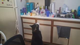 Chomusuke Chattering At A Spider