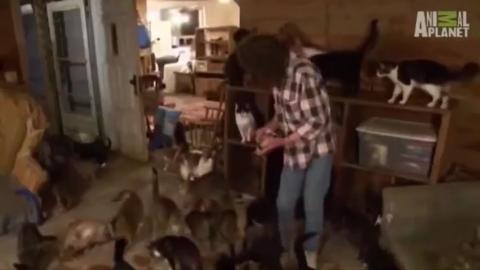 Real-Life "Crazy Cat Lady" houses over 130+ cats in her home