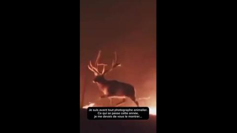 The JEWS are Burning the West on Purpose
