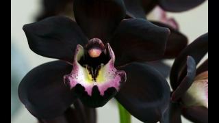 Black Orchid - Beautiful Black Sabbath Cover With Classical Guitar