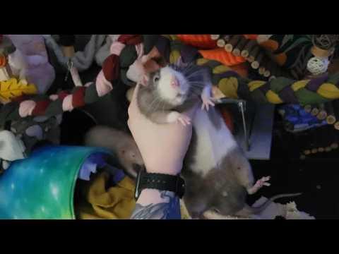 Rodents Are in Charge of LA, Also There is A Rat Problem