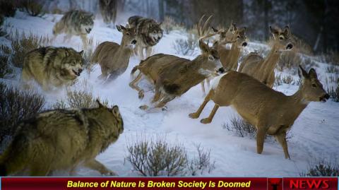 Balance of Nature Is Broken Society Is Doomed