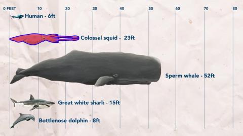Colossal Squid Are Everywhere - We've Been Looking Wrong