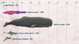 Colossal Squid Are Everywhere - We've Been Looking Wrong