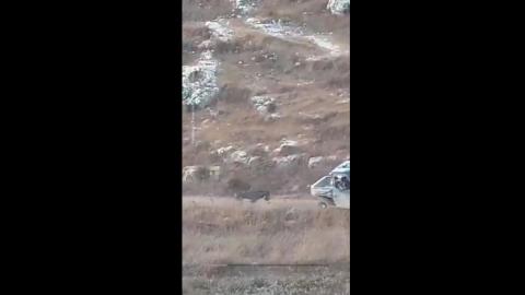 Israeli Settlers Steal a Palestinian Farmer's Donkey, shoot it in one leg and drag it to it's death