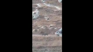 Israeli Settlers Steal a Palestinian Farmer's Donkey, shoot it in one leg and drag it to it's death