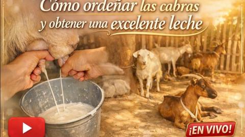 -Una tarde en el campo: ordeñando cabras y compartiendo historias