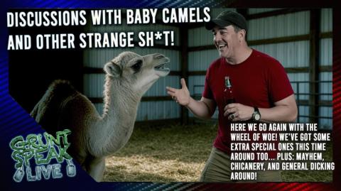 Discussions With Baby Camels!