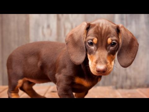 Puppies are Great