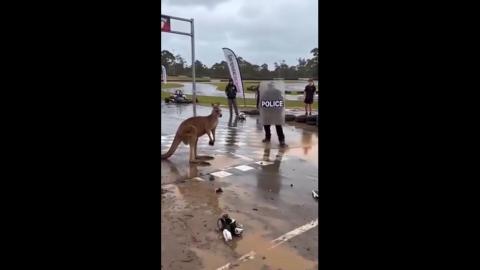 Eienstein Plays Boss Babe to a Roo