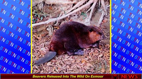 Beavers Released Into The Wild On Exmoor UK