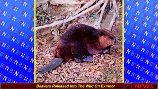 Beavers Released Into The Wild On Exmoor UK