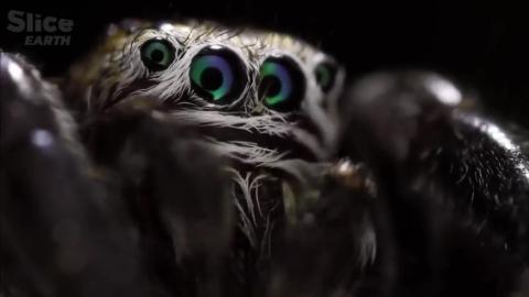 Super Spider - Discovering Nature’s Ultimate Engineer