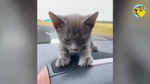 Desert Kitten Jumps On Guys Shoulder And Stays Forever