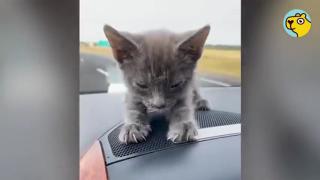 Desert Kitten Jumps On Guys Shoulder And Stays Forever