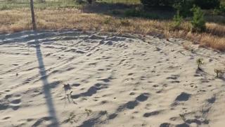 Dropping a Tick into an Ant Lion trap - Fascinating - And they all have Earth Mother Names and Auras.