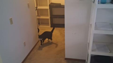 Chomusuke Playing Fetch Part 2