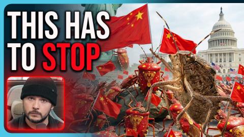 Chinese Bugs Are INVADING The US, THIS HAS TO STOP