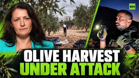 Israeli settlers attack EU diplomats and US journalist during West Bank olive harvest