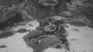 Cymothoa exigua - Documentário expõe MBL - Movimento Brasil Livre