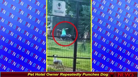 Pet Hotel Owner Repeatedly Punches Dog