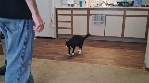 Chomusuke Playing Fetch Part 1